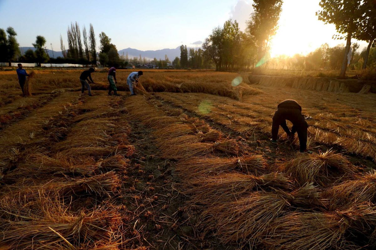 In Pictures Kashmir S Paddy Harvesting