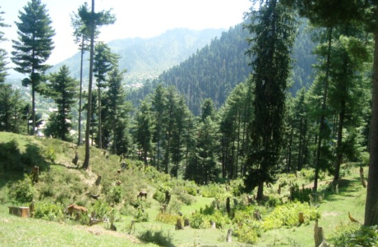 Thinning forest cover in Kashmir - Photo: Shams Irfan 