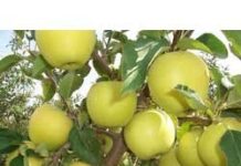 Bukhari calls for strict compliance of law in insecticides, pesticides