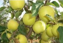 Apple of Kashmir’s eye