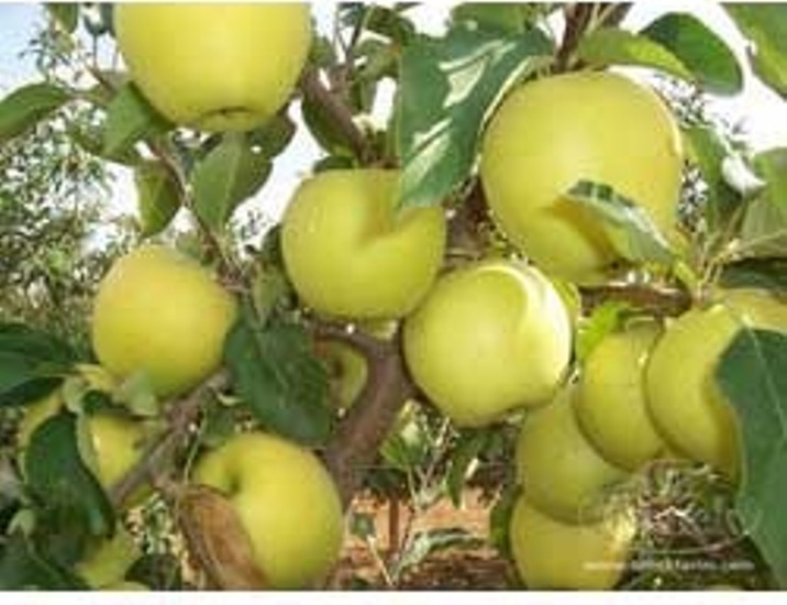 Golden Kasmiri Apple