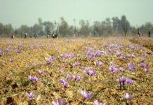 Saffron Prices Soar Amid Plummeting Production