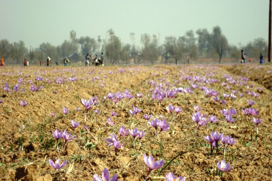 Famous saffron fields of Pampore. 