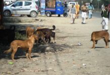Kashmir Under Dogs