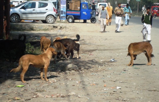 In last three and a half years, the hospital received an alarming 53, 925 dog bite cases from different parts of Kashmir.