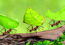 Ants