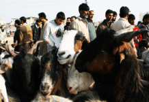 Meaty Needs Goats being sold for sacrificial purpose on Eid-ul-Azha - Photo:Bilal Bahadur.