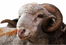 Sheep