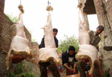 Outsourcing a Sacrifice Butchers slaughtering sheep -- Photo:Bilal Bahadur.