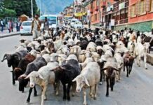 Only Medically fit Sacrificial Animals to be Allowed in Sopore Markets: Admin
