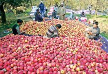 Nearly 1,50,000 hectares making almost 55% of the horticulture land in Kashmir is under Apple cultivation -- Photo: Bilal Bahadur.