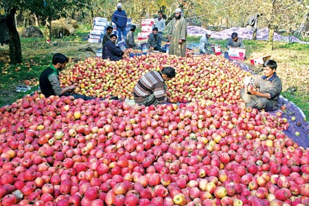 Nearly 1,50,000 hectares making almost 55% of the horticulture land in Kashmir is under Apple cultivation -- Photo: Bilal Bahadur.