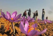 Blooming Saffron -- Photo: Bilal Bahadur