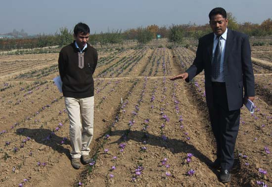 Central Institute of Temperate Horticulture, an extension of Indian Council of Agriculture Research (ICAR) has vast farm labs for Saffron Cultivation-- Photo: Bilal Bahadur.