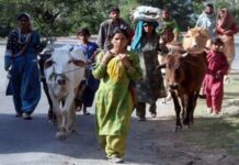 Women (Nomads) along with their live stock walk past at Srinagar-Jammu National Highway. These women share equal responsibilities with their men to earn their livelihood through rearing and selling live stock