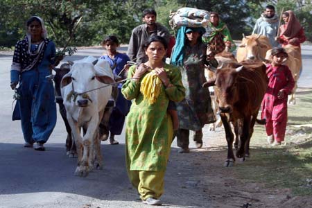 Women (Nomads) along with their live stock walk past at Srinagar-Jammu National Highway. These women share equal responsibilities with their men to earn their livelihood through rearing and selling live stock