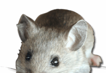 Cat Sized Rats Invade Jammu Old City