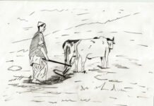 The Farmer The Farmer