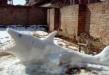 Snowy Shark