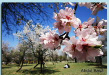 Almond Blossoms