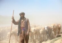 Nomads Start Seasonal Migration In J&K