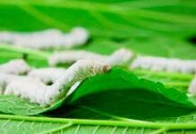 A Study On Sericulture Released