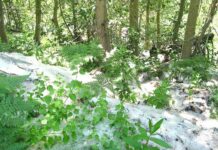Unpopular Poplars
