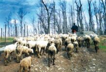 94 sheep, goats killed as lightning hits Poonch village amid bad weather