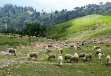 Lightning Kills Over 60 Livestock in South Kashmir