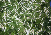 Silkworm Rearers Fear Livelihood Threat from Unchecked Tree Felling in Bandipora