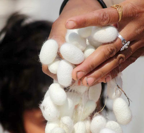 Jammu Kashmir Targets 225 MT Raw Silk Output by 2031, Expansion Plan Focuses on New Sericulture Clusters
