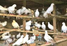 Pigeon Passion