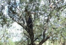 Govt Launches Pilot Project to Revive Kashmir’s Almond Industry