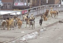 5-Year-Old Girl Mauled to Death by Stray Dogs in Jammu Kashmir