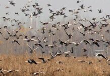 6 Lakh Migratory Birds Stayed At Hokersar