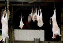 Mutton Hunger