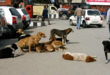 Managing dog bite