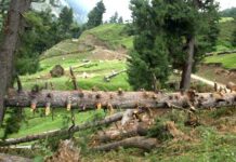 Denuding Kashmir