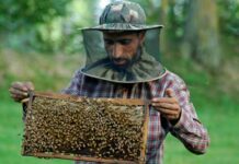 Big Bee Business