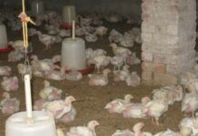 A Chicken Farm Village