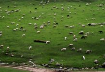 Police Have No Role in Deciding Grazing Rights, SSP Budgam Tells Court in Cheskani-Nad Case