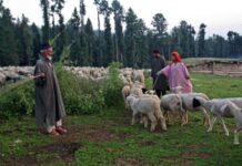 15 Goats Die As Cowshed Collapses Amid Rains
