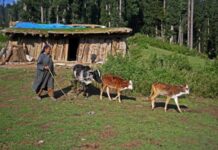 Kashmir Court Seeks SSP Report on Alleged Police Interference in Branwar Grazing Rights Case