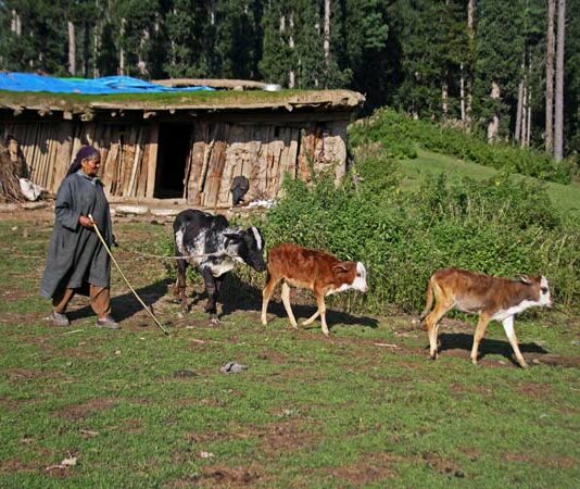 Kashmir Court Seeks SSP Report on Alleged Police Interference in Branwar Grazing Rights Case