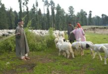 Sheep Farmers Struggle as Forest Department Bars Grazing Access