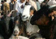 Improper Animal Waste Disposal During Eid-ul-Azha Risks Public Health, Causes Water Contamination: Experts