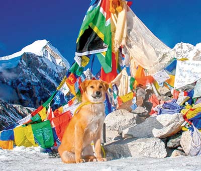 Dog-in-Ladakh