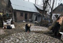 ‘JK produces 20000 tons of fish annually, 93000 people dependent on fisheries sector’