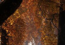 Aatish-E-Chinar: A Photo Feature