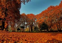 Lal Singh gets Kashmir Chinar to Jammu, 40,000 planted